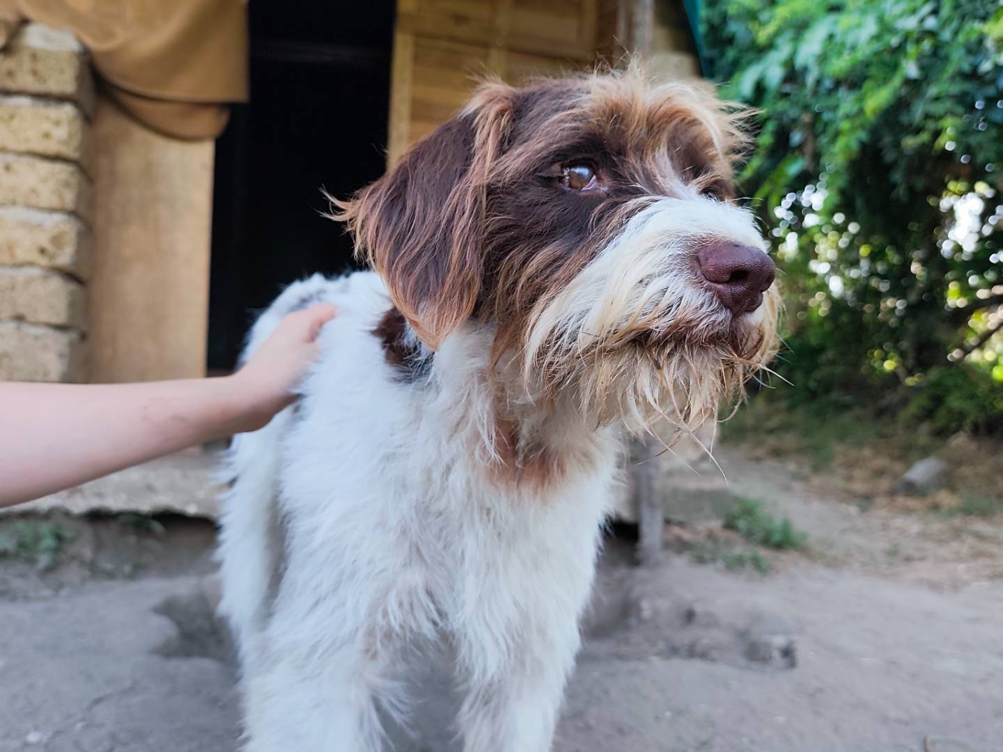 Vuoi adottare un cane a Roma?