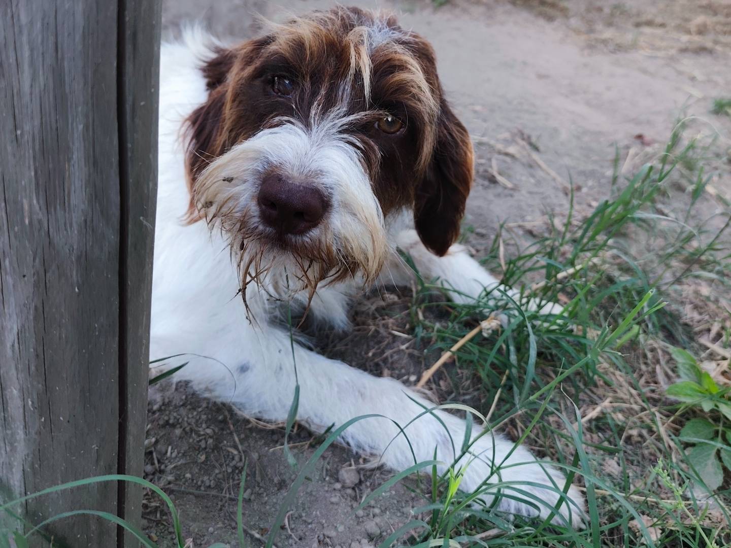 Adotta il cane Elica  a Roma