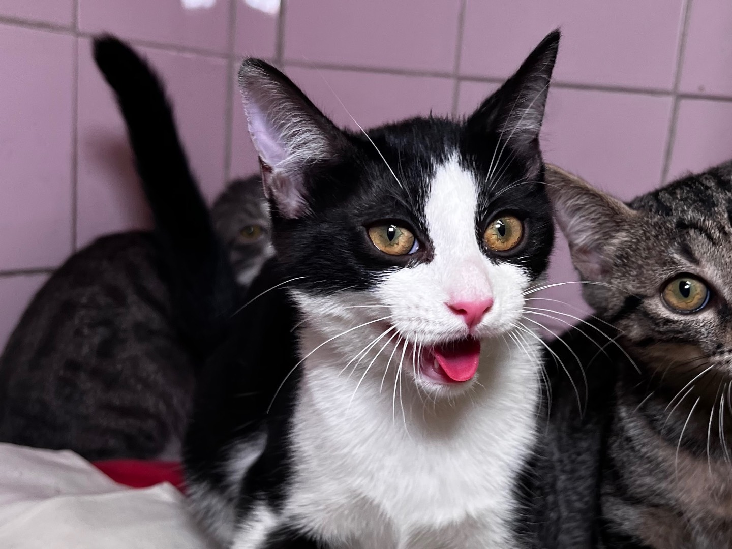 Adotta un gatto, taglia non valida, femmina, Milano