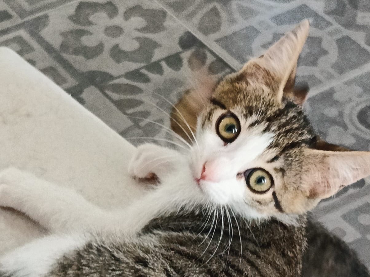 Adozione gatto, femmina, Razza sconosciuta Razza sconosciuta, 2 mesi, taglia non valida, Sassari