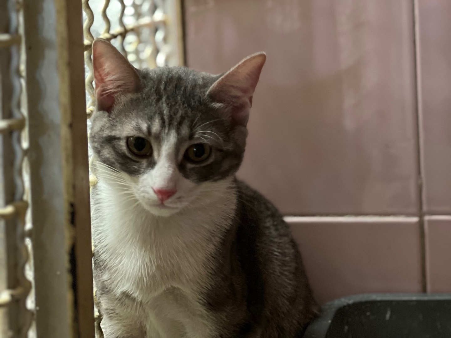 Vuoi adottare un gatto a Milano?