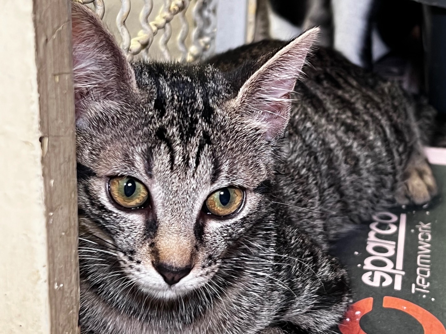 Adotta un gatto, taglia non valida, femmina, Milano