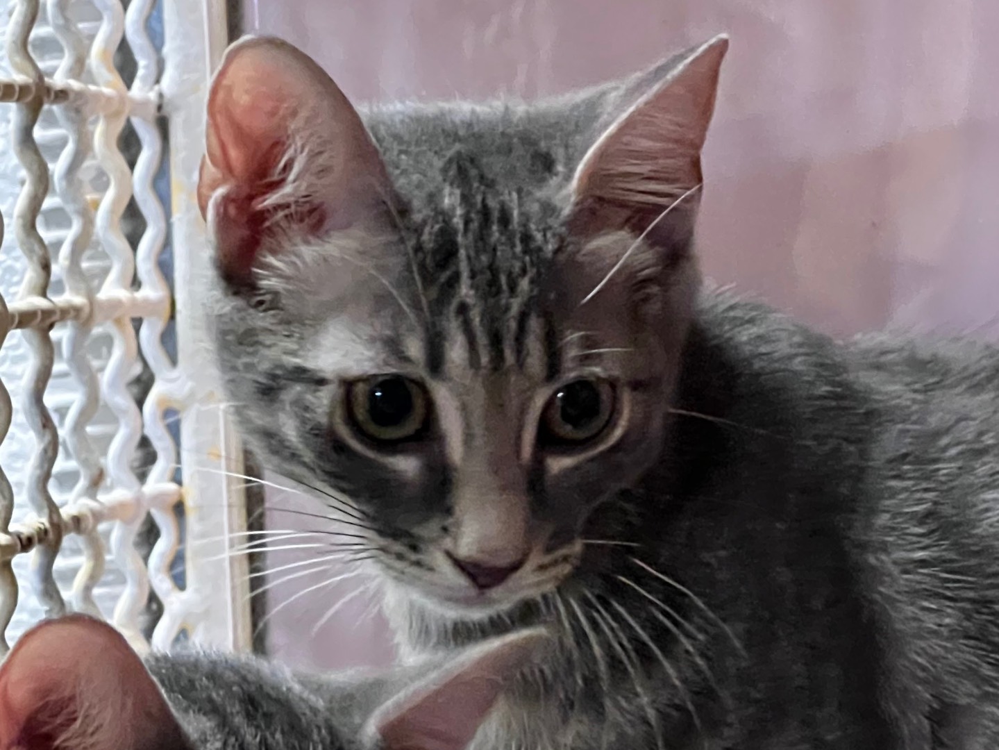 Vuoi adottare un gatto a Milano?