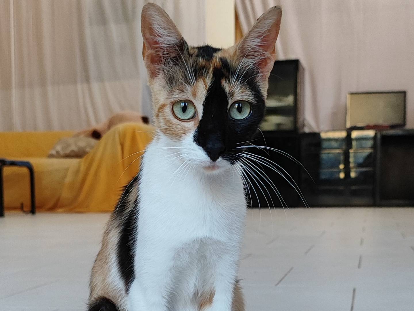 Adotta un gatto, femmina, 11 mesi, Pistoia