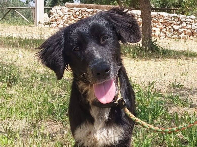 Vuoi adottare un cane a Bergamo?