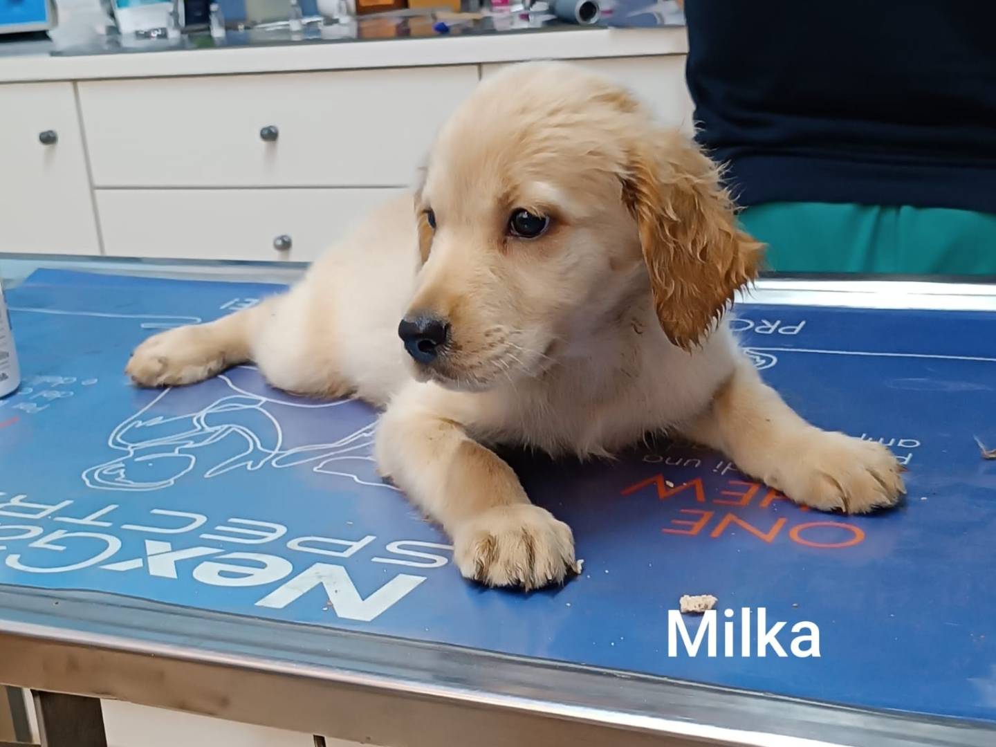 Vuoi adottare un cane a Genova?