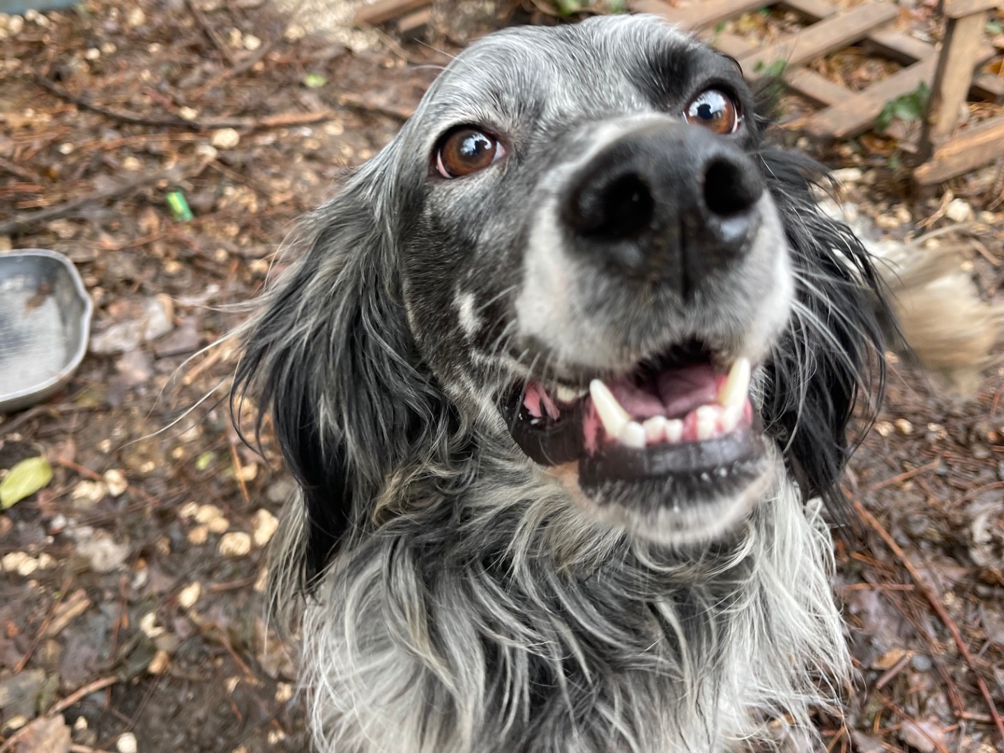 Vuoi adottare un cane a Laquila?