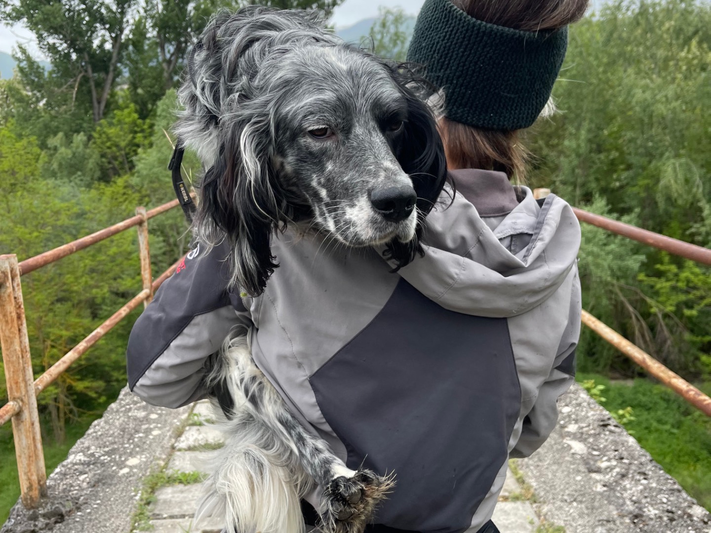 Adotta il cane Franklin a Laquila