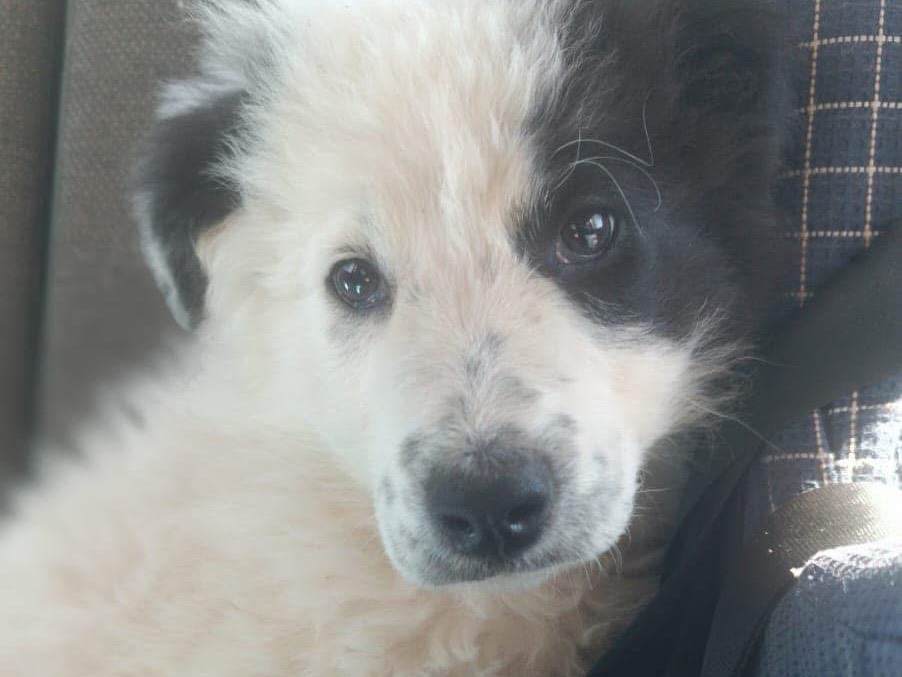 Vuoi adottare un cane a Laquila?