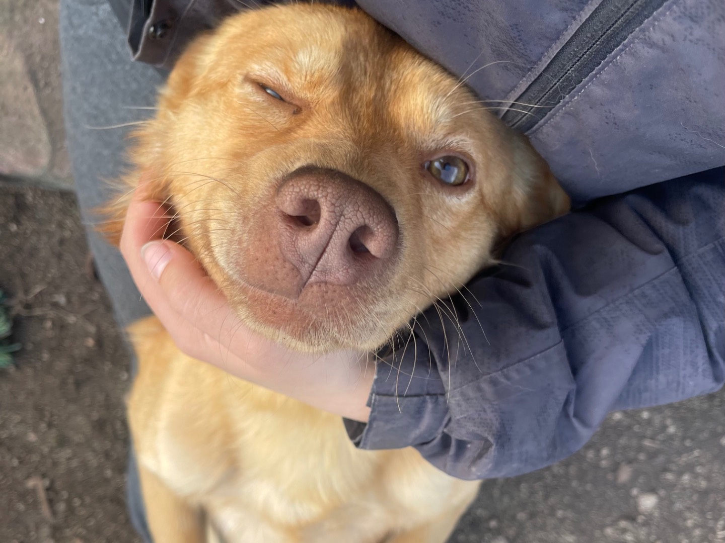 Adotta un cane, maschio, 3 anni e 9 mesi, Laquila