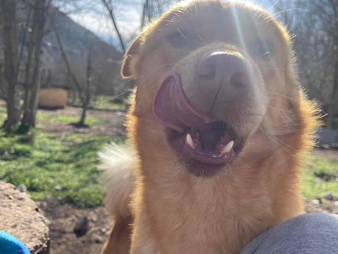Adotta un cane, taglia media contenuta, maschio, Laquila