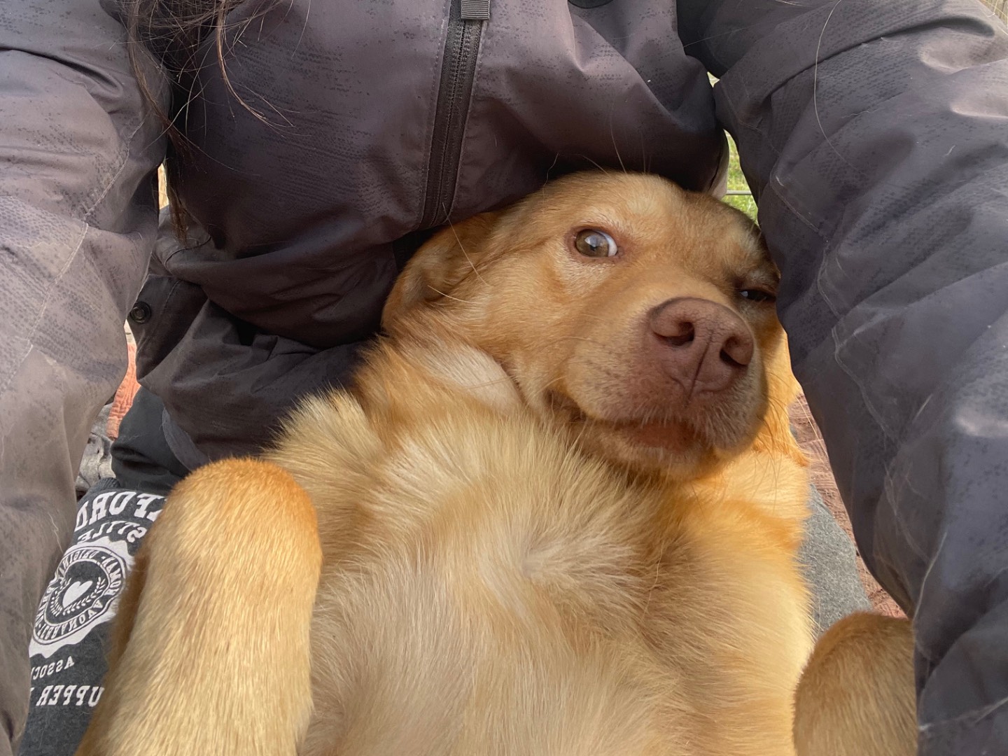 Adotta il cane Ice a Laquila