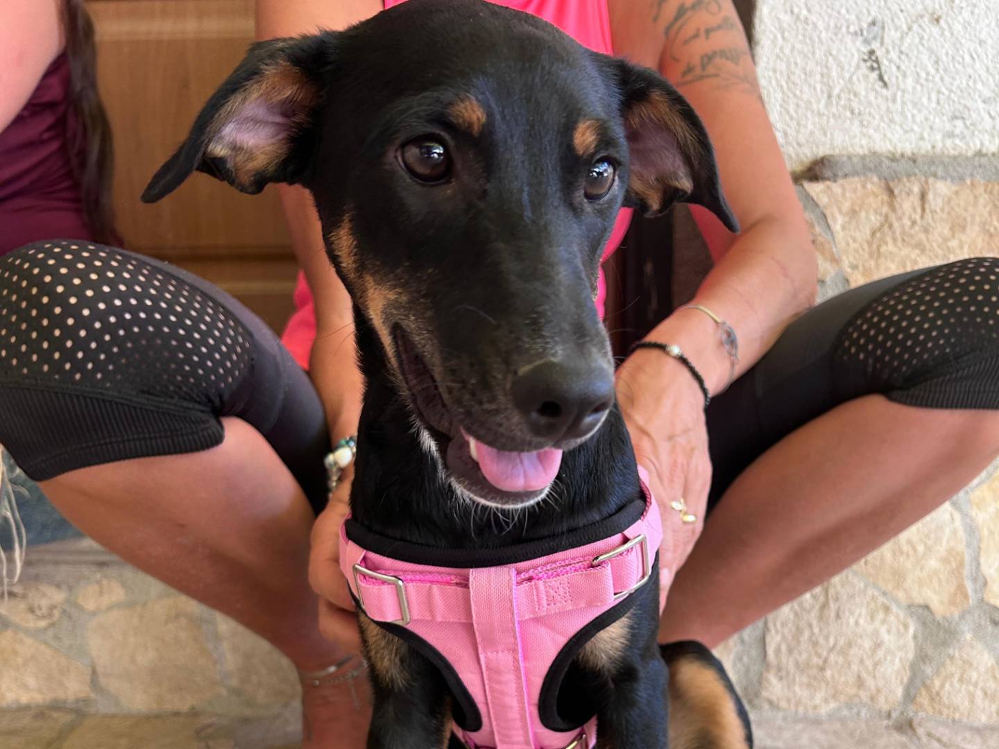 Adotta il cane BAGHERA a Chieti