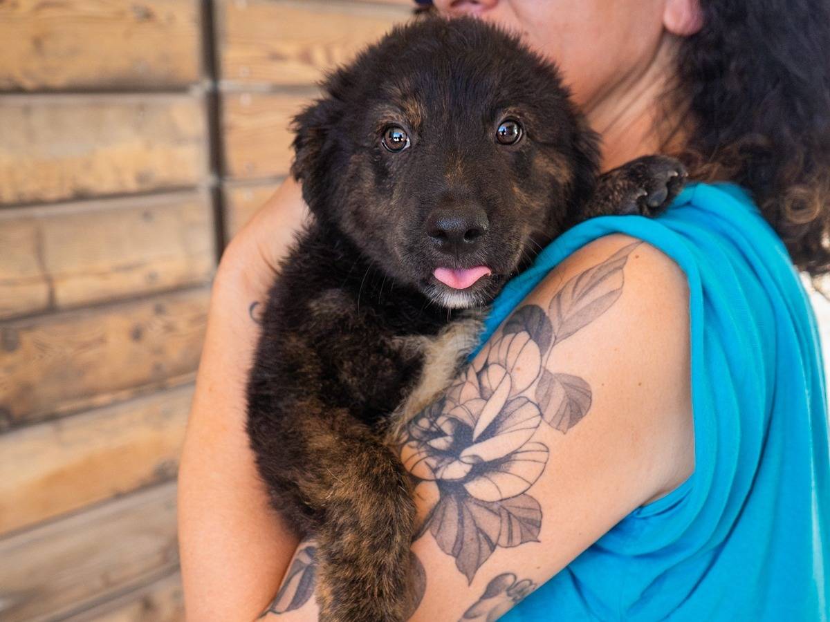 Vuoi adottare un cane a Bari?