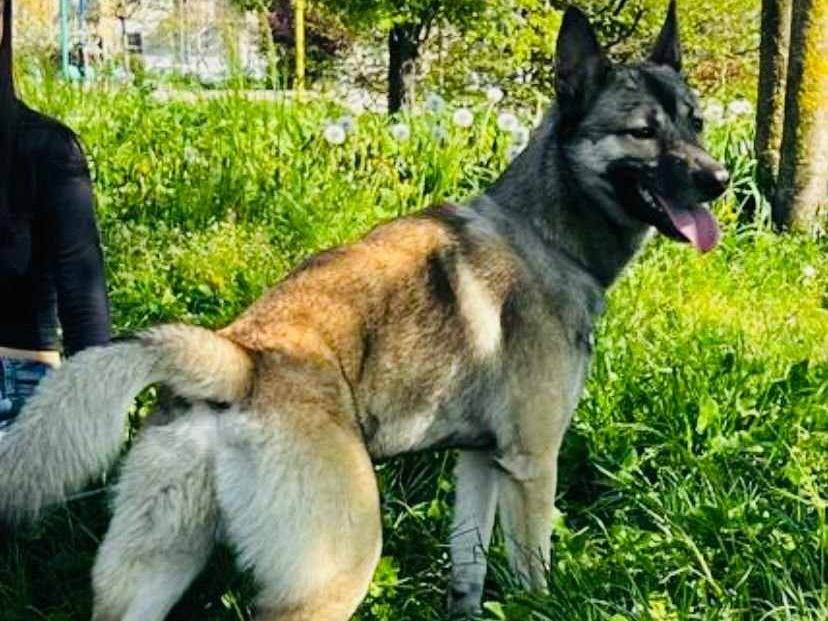 Adotta un cane, maschio, 1 anno, Firenze
