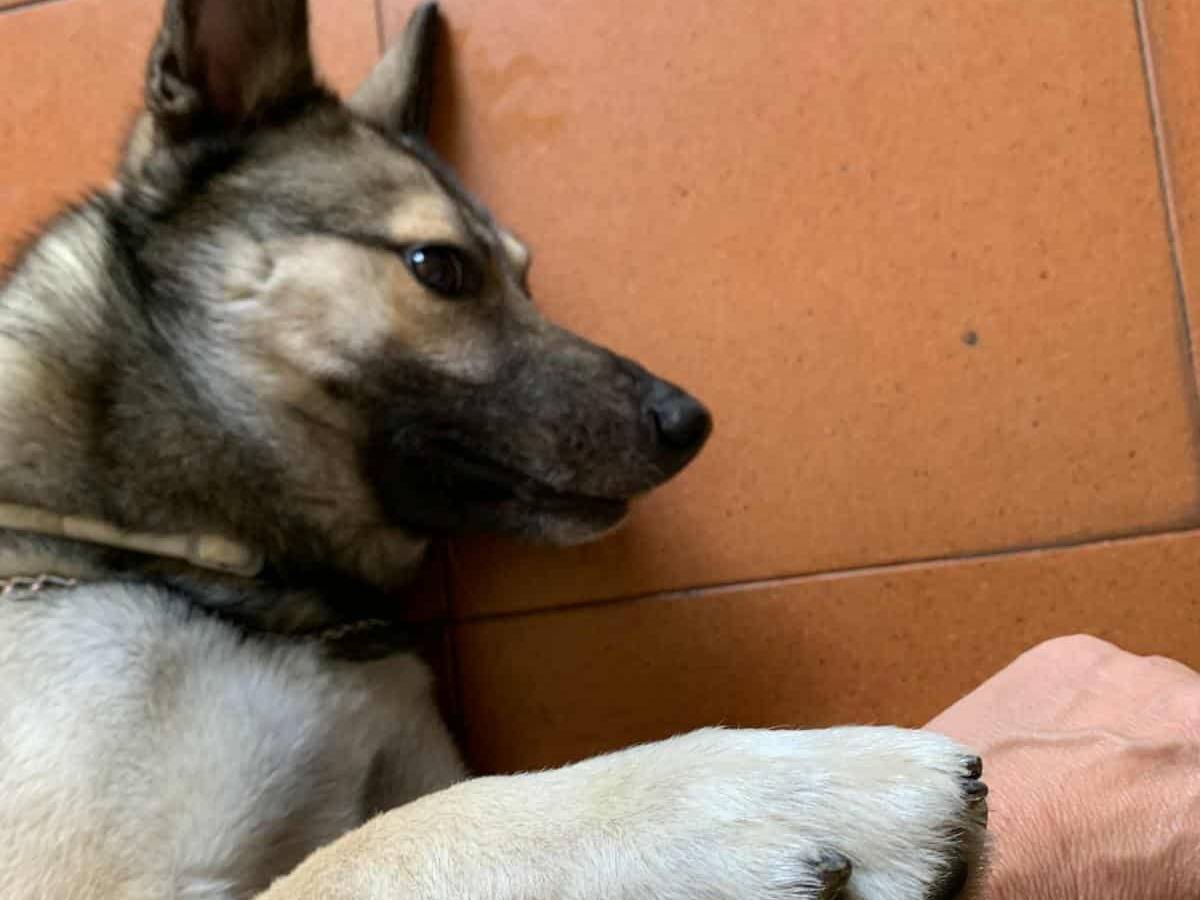 Adotta il cane LUPO a Firenze