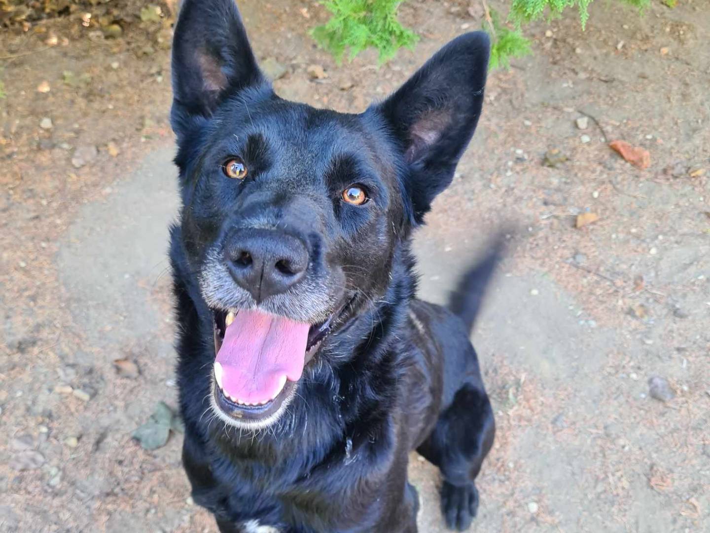 Adozione cane, maschio, Razza sconosciuta Razza sconosciuta, 3 anni e 11 mesi, taglia media, Firenze