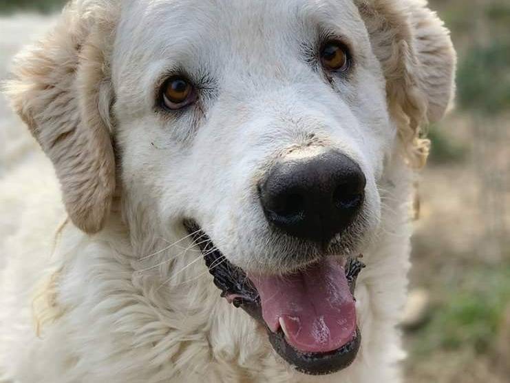 Adozione cane, maschio, Pastore maremmano Razza sconosciuta, 4 anni e 3 mesi, taglia gigante, Firenze
