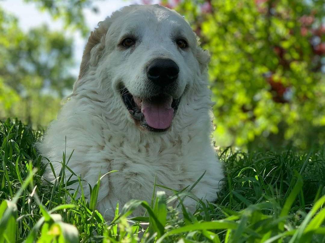 Adotta un cane, maschio, 4 anni e 3 mesi, Firenze