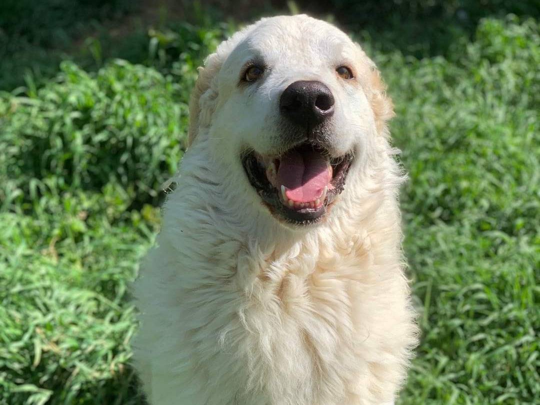 Adotta un cane, taglia gigante, maschio, Firenze