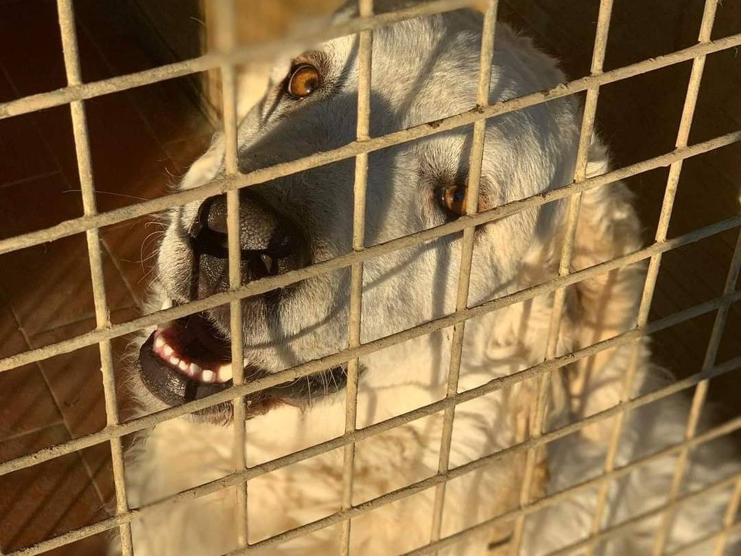 Vuoi adottare un cane a Firenze?