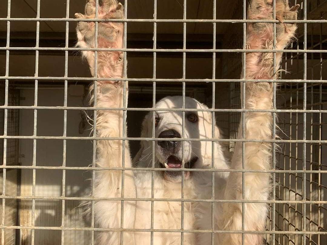Adotta il cane NICKY a Firenze
