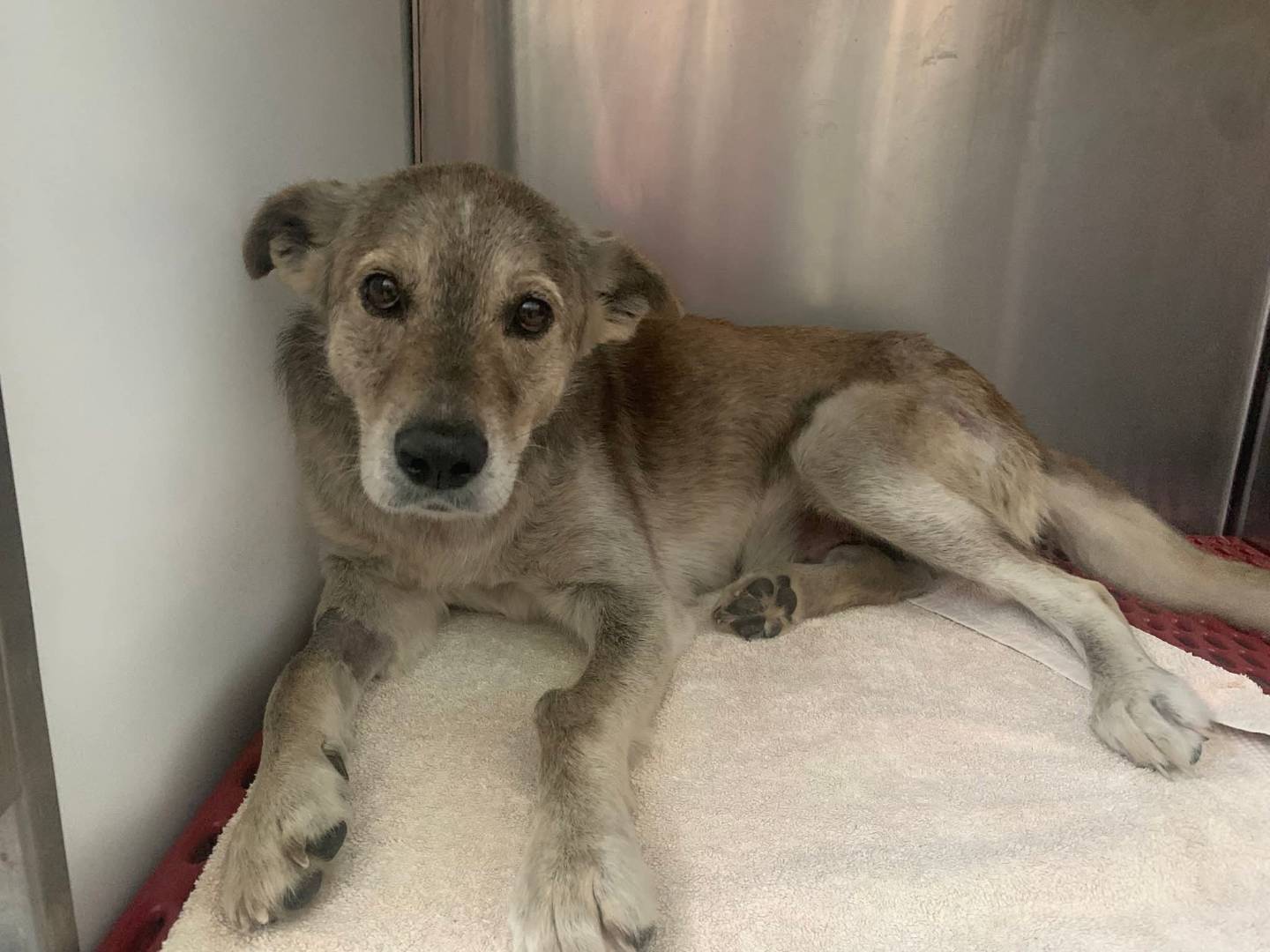 Adotta un cane, femmina, 1 anno e 11 mesi, Catanzaro