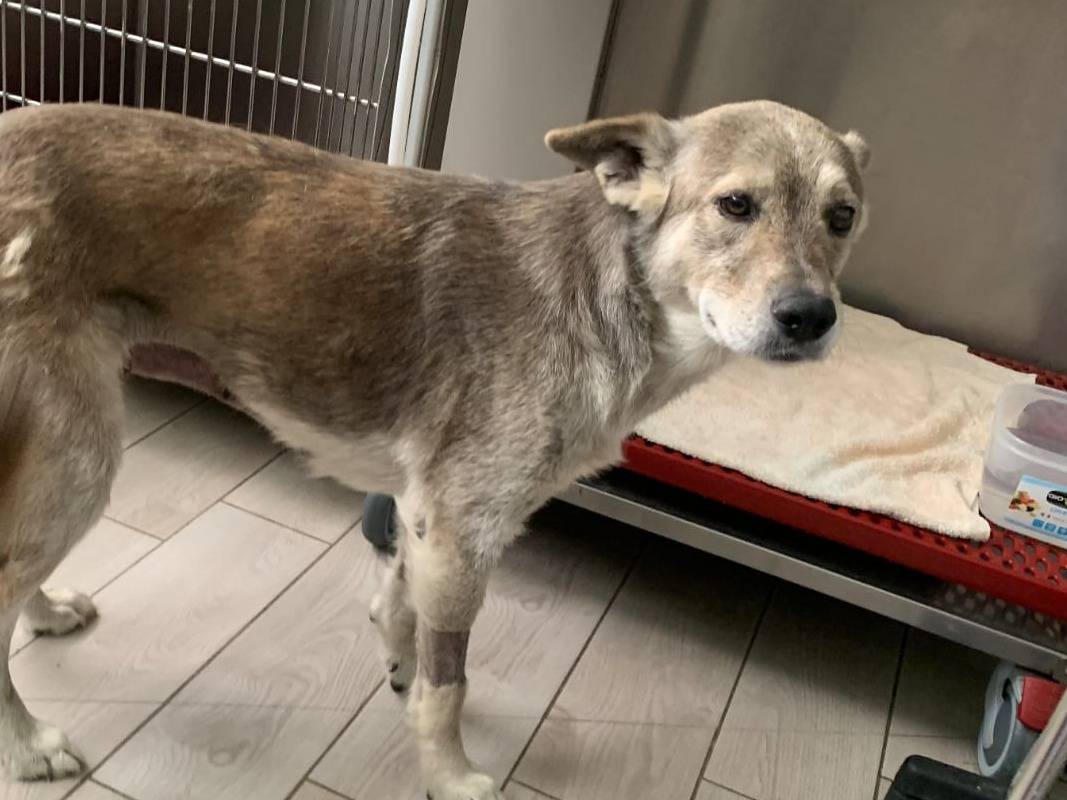 Adotta il cane Lupa a Catanzaro
