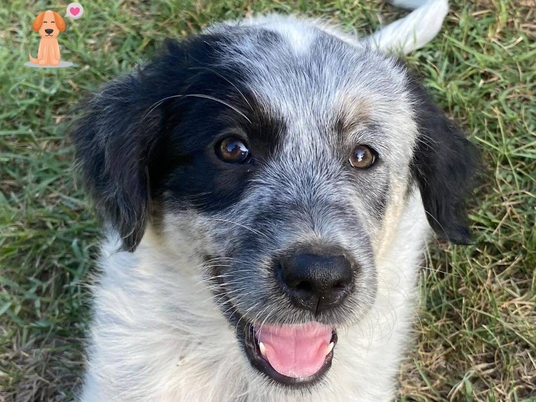 Adozione cane, femmina, Razza sconosciuta Razza sconosciuta, 1 anno e 1 mese, taglia media, Latina