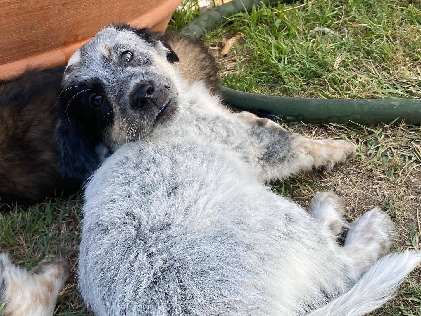 Adotta un cane, femmina, 1 anno e 1 mese, Latina