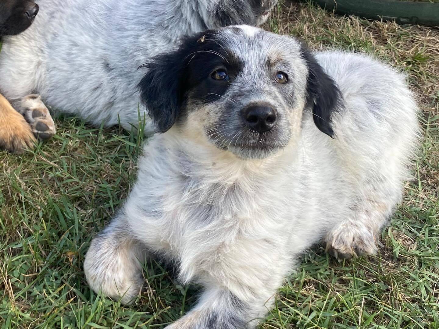 Adotta un cane, taglia media, femmina, Latina
