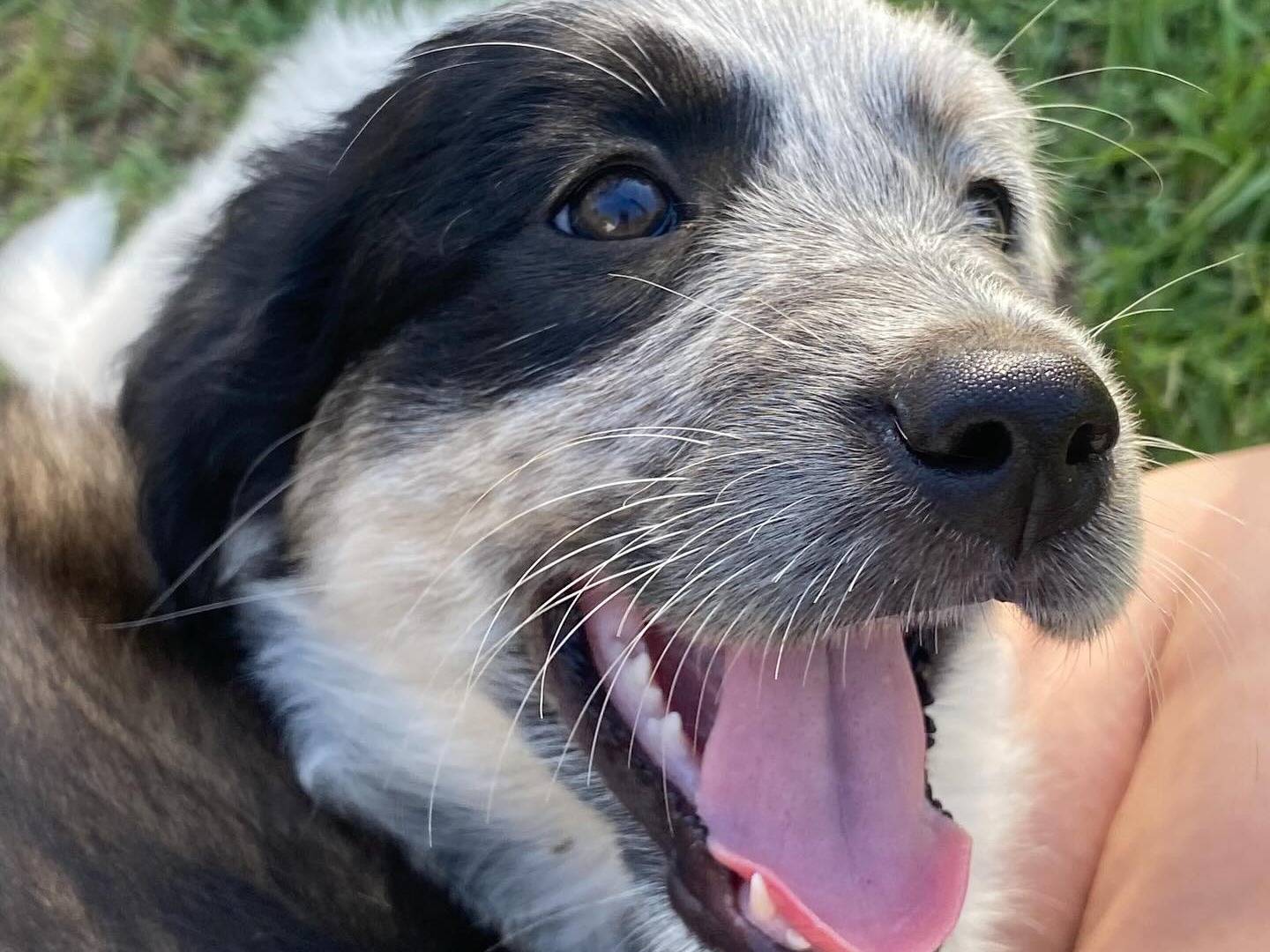 Adotta il cane Onda a Latina