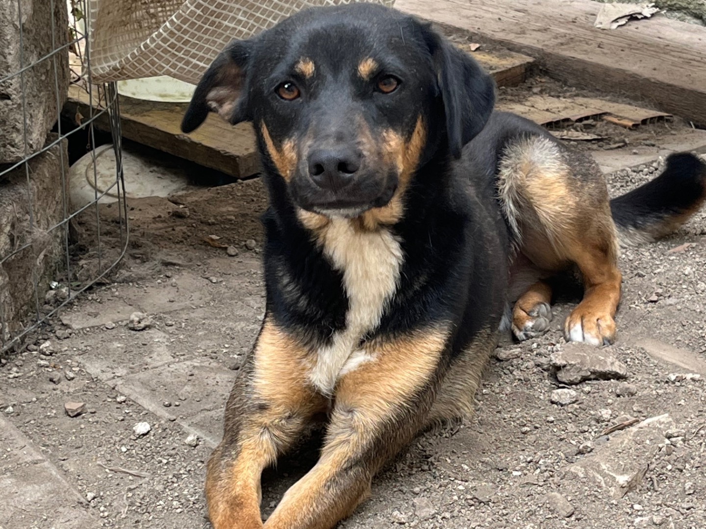 Vuoi adottare un cane a Avellino?