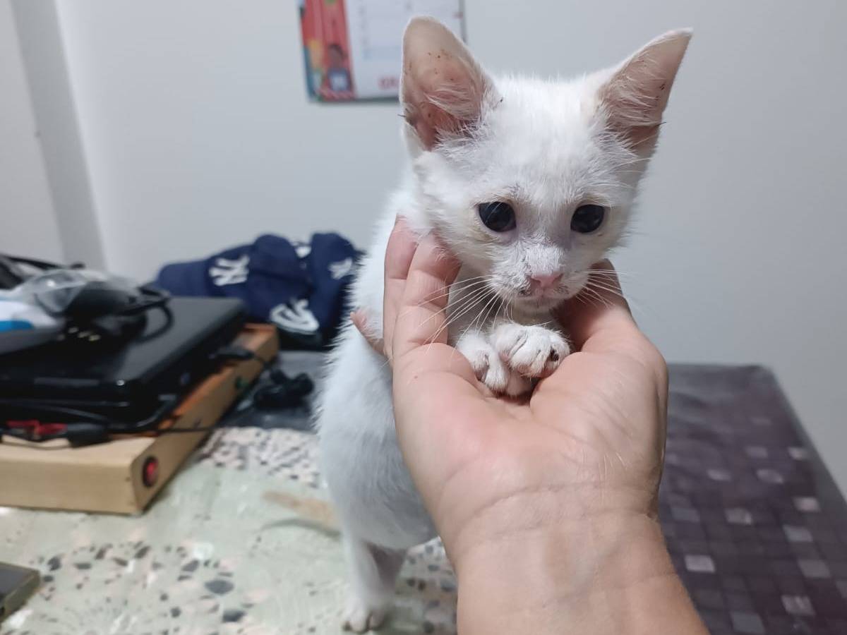 Adotta un gatto, femmina, 2 mesi, Bari