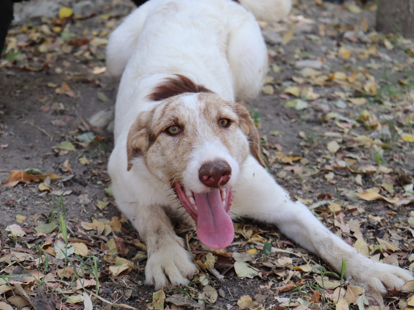 Vuoi adottare un cane a Sud?