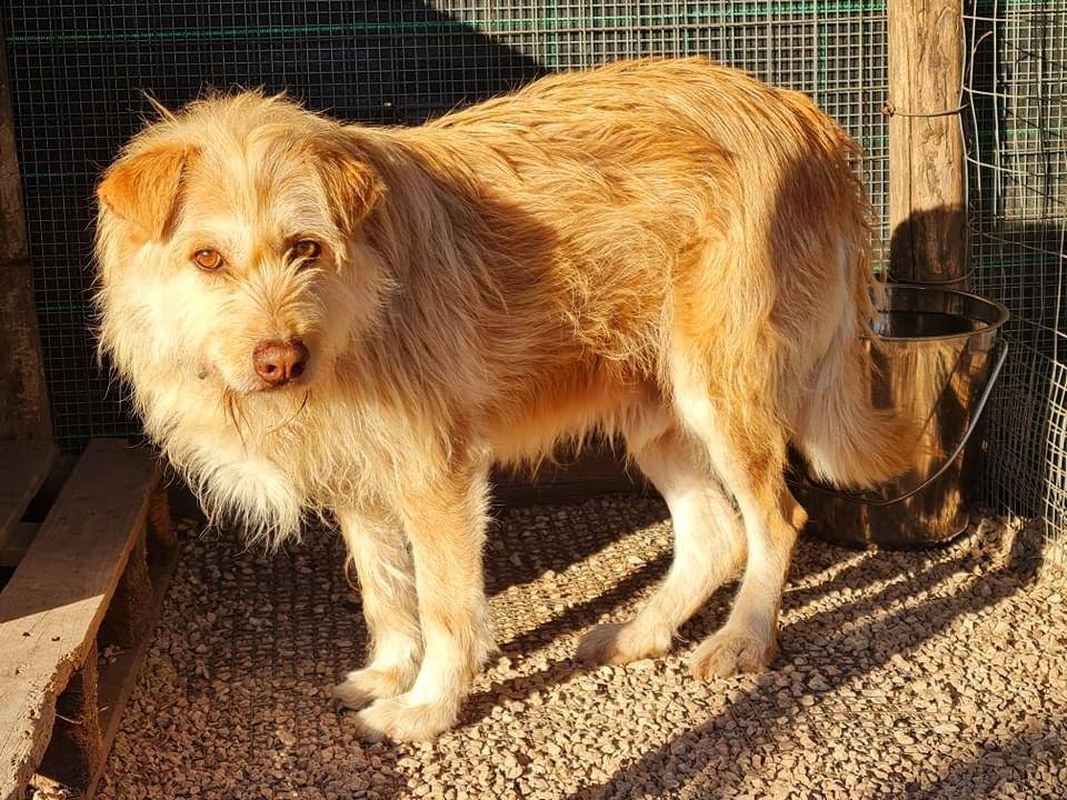 Foto dell'animale