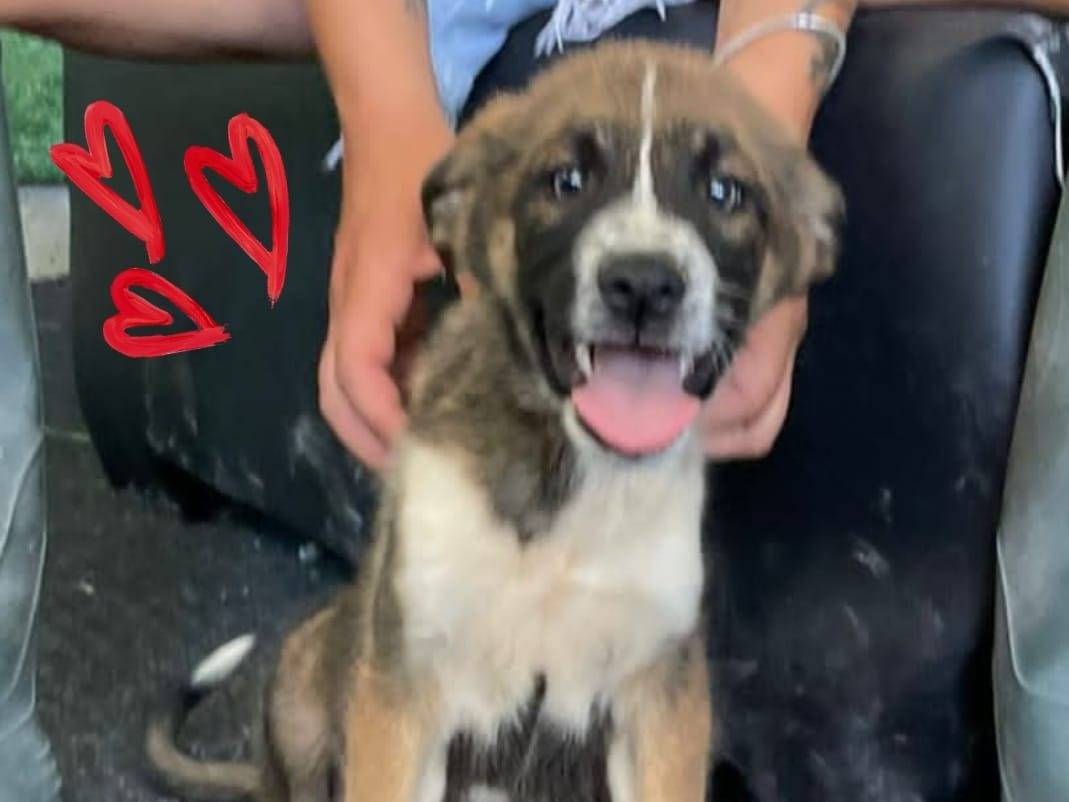 Adozione cane, maschio, Razza sconosciuta Razza sconosciuta, 3 mesi, taglia media, Treviso