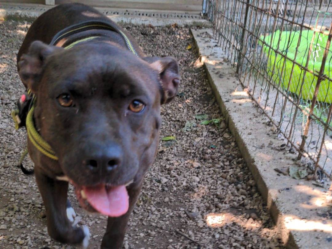 Adozione cane, femmina, Pitbull Razza sconosciuta, 5 anni e 1 mese, taglia media, Caserta