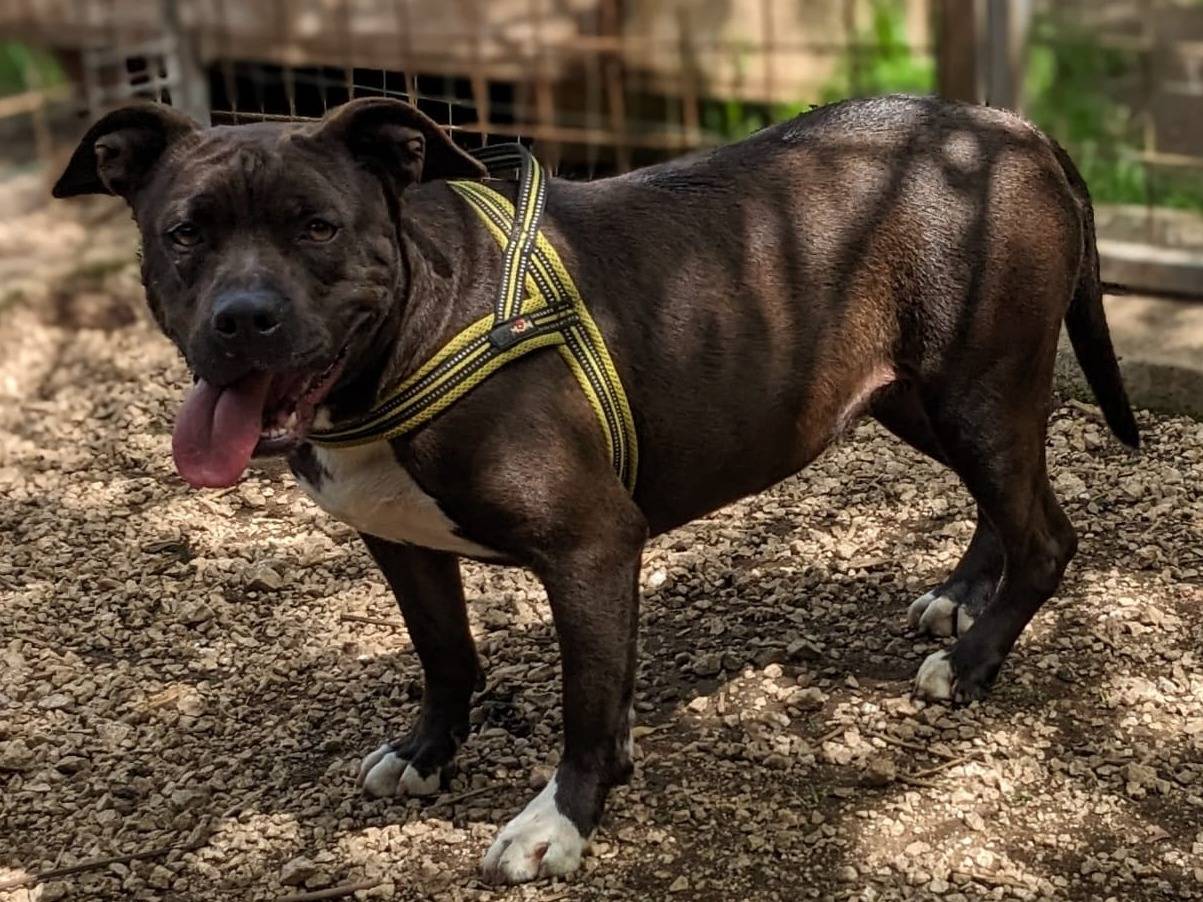 Adotta un cane, femmina, 5 anni e 1 mese, Caserta