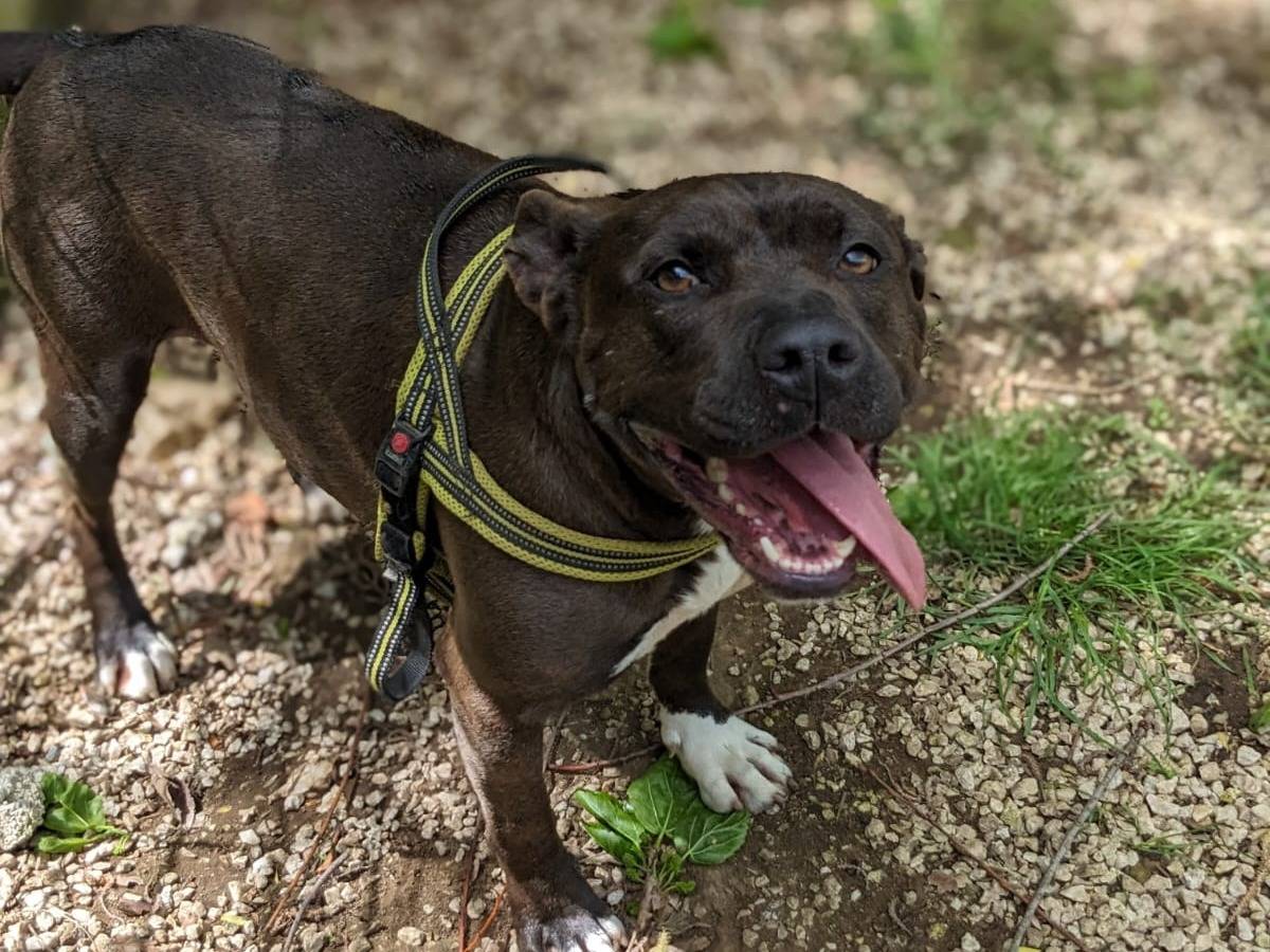 Adotta un cane, taglia media, femmina, Caserta