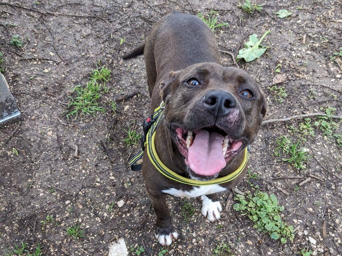 Vuoi adottare un cane a Caserta?