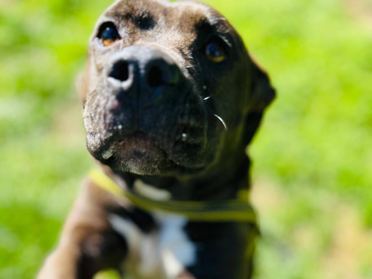 Adotta il cane MILA a Caserta