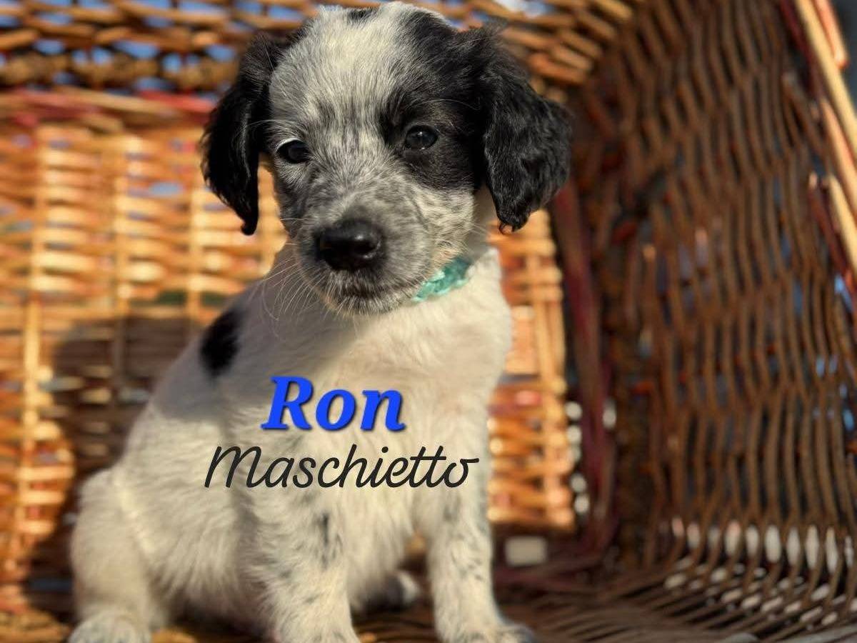 Adozione cane, maschio, Razza sconosciuta Razza sconosciuta, 3 mesi, taglia media contenuta, Bari