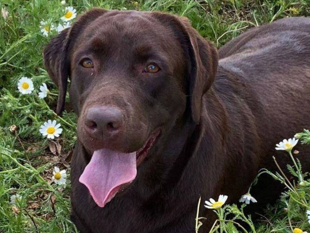 Foto dell'animale