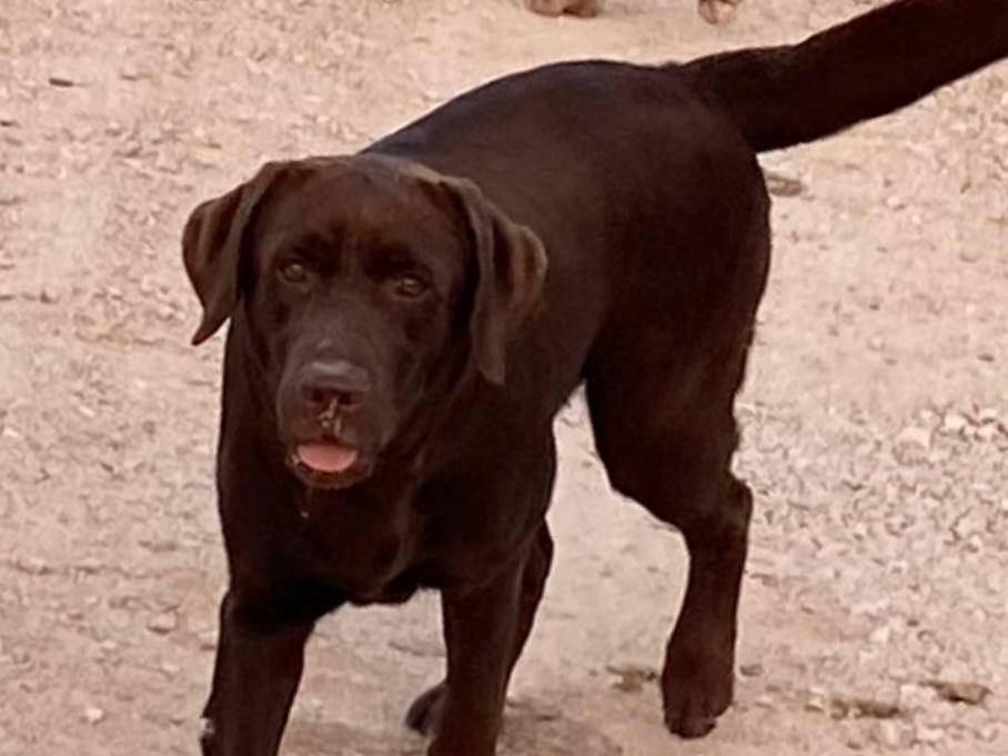 Adotta un cane, femmina, 6 anni , Latina