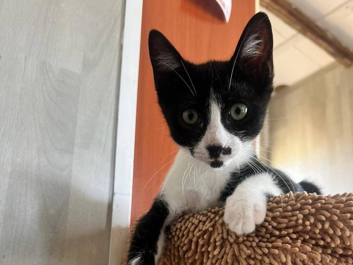 Adozione gatto, maschio, Razza sconosciuta Razza sconosciuta, 3 mesi, taglia non valida, Bari
