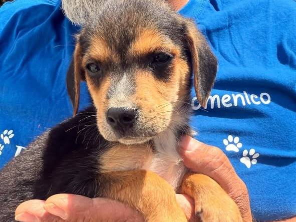 Adotta un cane, maschio, 2 mesi, Matera
