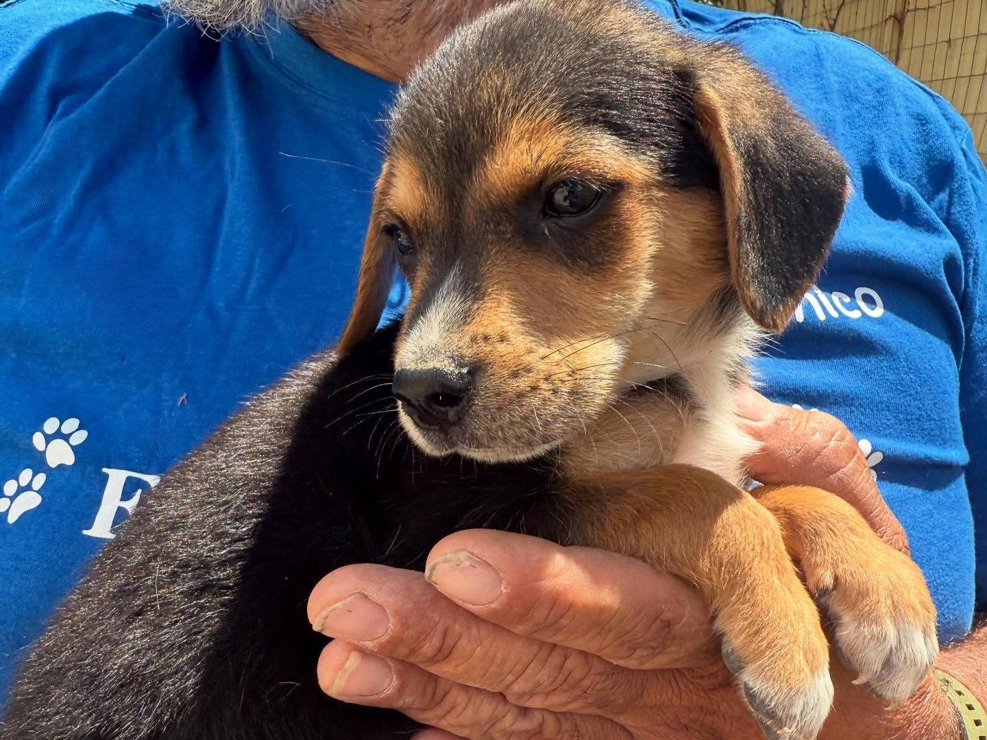 Adotta un cane, taglia piccola, maschio, Matera