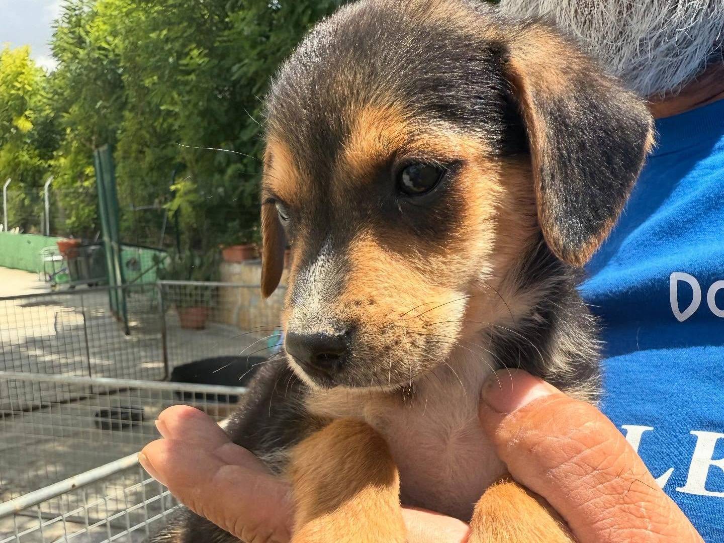 Vuoi adottare un cane a Matera?