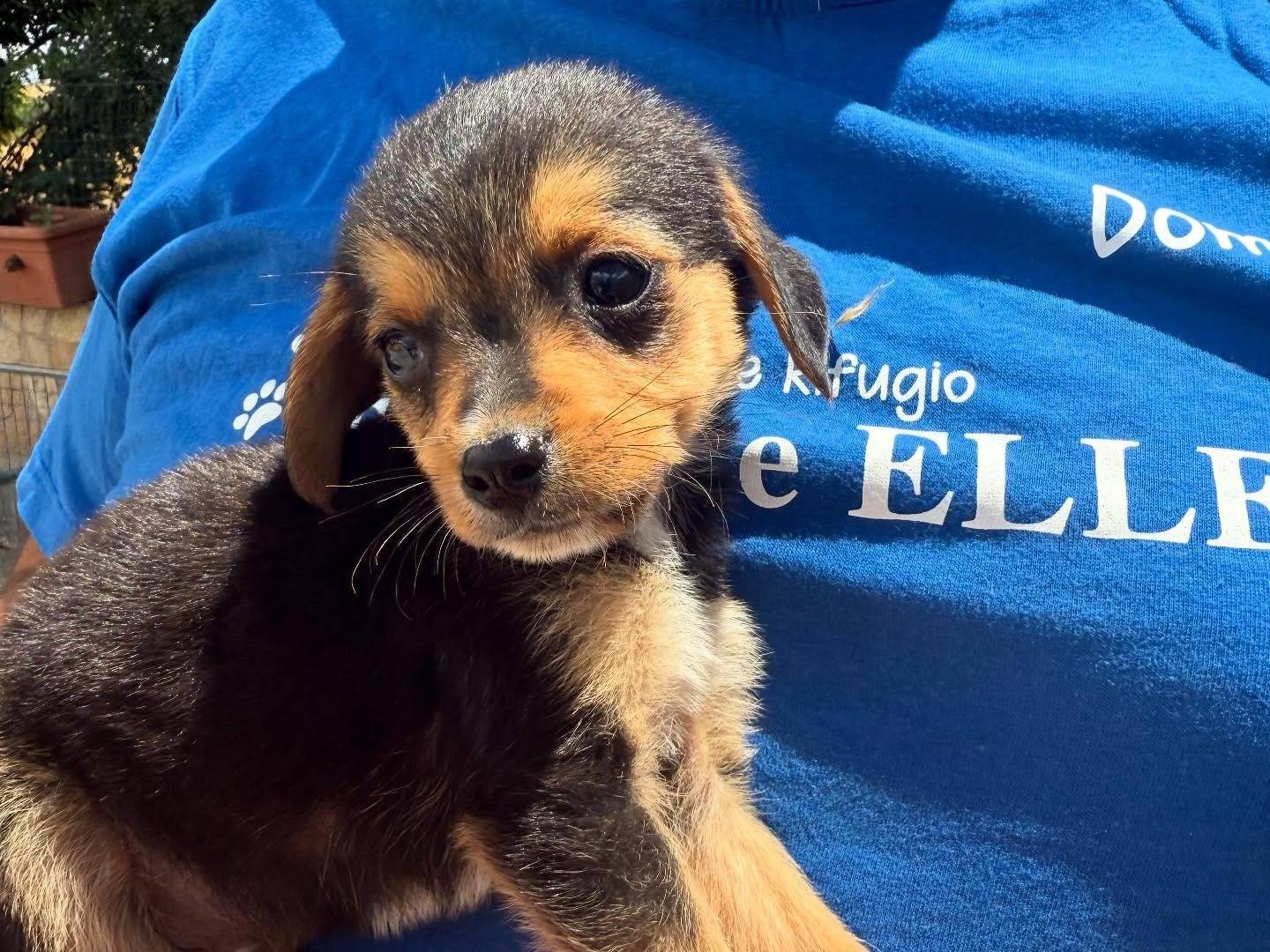 Vuoi adottare un cane a Matera?